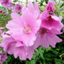 Lavatera roze